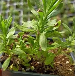 Hidcote Blue Lavender Live Plant - 4 Inch Pot, Cold Hardy Perennial Herb - Image 6