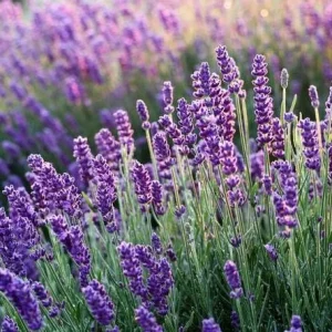 Hidcote Blue Lavender Live Plant - 4 Inch Pot, Cold Hardy Perennial Herb - Image 1