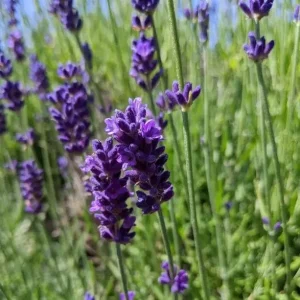 Hidcote Blue Lavender Live Plant - 4 Inch Pot, Cold Hardy Perennial Herb - Image 7