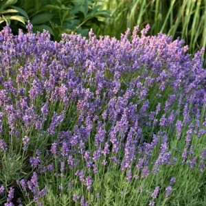 Hidcote Blue Lavender Live Plant - 4 Inch Pot, Cold Hardy Perennial Herb - Image 8
