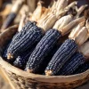 Hopi Blue Corn Seeds - Zea mays - 25 Heirloom Heritage Seeds - Nutty & Sweet - Image 1