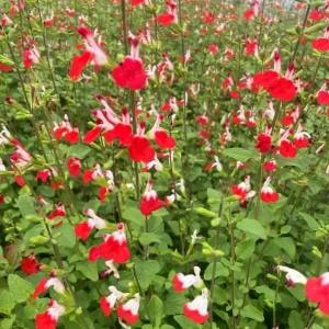 Hot Lips Salvia Live Plant Set - Bicolor Sage Bush, 2x 4-inch Pot, Outdoor - Image 2