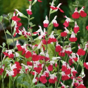 Hot Lips Salvia Live Plant Set - Bicolor Sage Bush, 2x 4-inch Pot, Outdoor - Image 3