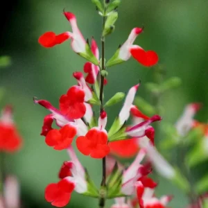 Hot Lips Salvia Live Plant Set - Bicolor Sage Bush, 2x 4-inch Pot, Outdoor - Image 4