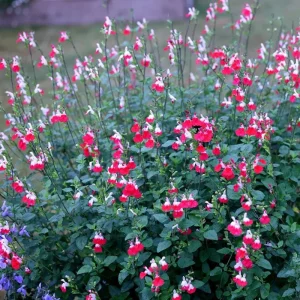 Hot Lips Salvia Live Plant Set - Bicolor Sage Bush, 2x 4-inch Pot, Outdoor - Image 5