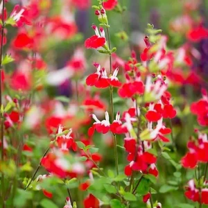 Hot Lips Salvia Live Plant Set - Bicolor Sage Bush, 2x 4-inch Pot, Outdoor - Image 6