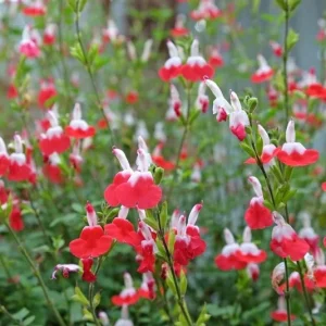 Hot Lips Salvia Live Plant Set - Bicolor Sage Bush, 2x 4-inch Pot, Outdoor - Image 7