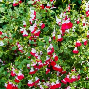 Hot Lips Salvia Live Plant Set - Bicolor Sage Bush, 2x 4-inch Pot, Outdoor - Image 8