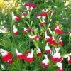 Hot Lips Salvia Live Plant Set - Bicolor Sage Bush, 2x 4-inch Pot, Outdoor - Image 1