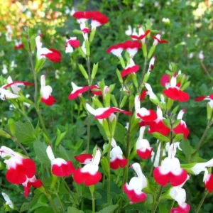 Hot Lips Salvia Live Plant Set - Bicolor Sage Bush, 2x 4-inch Pot, Outdoor - Image 1