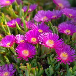 Ice Plant Seeds - Succulent Ground Cover, 200 Seeds, Drought-Tolerant, Pollinator Friendly - Image 2