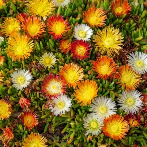 Ice Plant Seeds - Succulent Ground Cover, 200 Seeds, Drought-Tolerant, Pollinator Friendly - Image 3