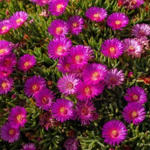 Ice Plant Seeds - Succulent Ground Cover, 200 Seeds, Drought-Tolerant, Pollinator Friendly - Image 4