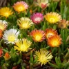 Ice Plant Seeds - Succulent Ground Cover, 200 Seeds, Drought-Tolerant, Pollinator Friendly - Image 1