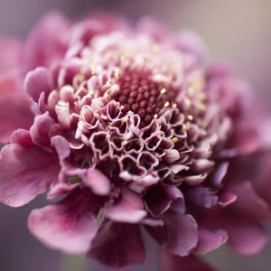 Imperial Pincushion Flower Seeds - 50 Heirloom Scabiosa atropurpurea for Gardens - Image 2