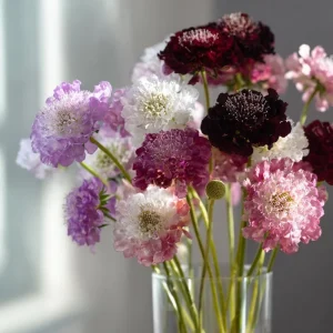 Imperial Pincushion Flower Seeds - 50 Heirloom Scabiosa atropurpurea for Gardens - Image 3