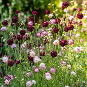 Imperial Pincushion Flower Seeds - 50 Heirloom Scabiosa atropurpurea for Gardens - Image 4