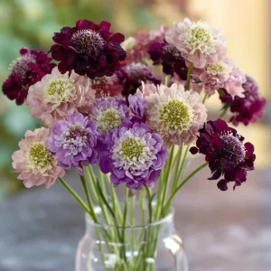 Imperial Pincushion Flower Seeds - 50 Heirloom Scabiosa atropurpurea for Gardens - Image 1