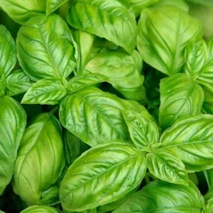 Italian Leaf Basil Live Plant - 2 Plants in 4-Inch Pot - Culinary Herb - Image 2