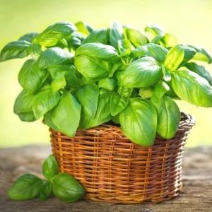 Italian Leaf Basil Live Plant - 2 Plants in 4-Inch Pot - Culinary Herb - Image 3