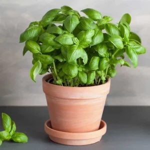 Italian Leaf Basil Live Plant - 2 Plants in 4-Inch Pot - Culinary Herb - Image 4