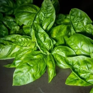 Italian Leaf Basil Live Plant - 2 Plants in 4-Inch Pot - Culinary Herb - Image 5
