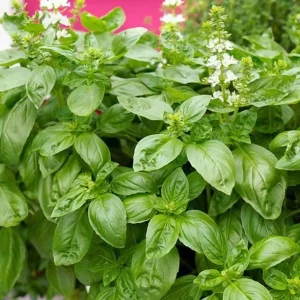 Italian Leaf Basil Live Plant - 2 Plants in 4-Inch Pot - Culinary Herb - Image 6
