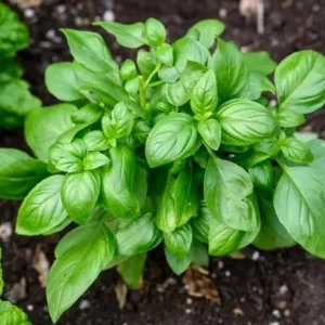 Italian Leaf Basil Live Plant - 2 Plants in 4-Inch Pot - Culinary Herb - Image 7