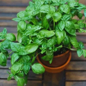 Italian Leaf Basil Live Plant - 2 Plants in 4-Inch Pot - Culinary Herb - Image 8