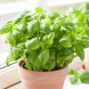 Italian Leaf Basil Live Plant - 2 Plants in 4-Inch Pot - Culinary Herb - Image 1