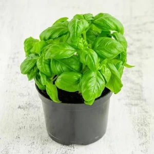 Italian Leaf Basil Live Plant - 2 Plants in 4-Inch Pot - Culinary Herb - Image 9