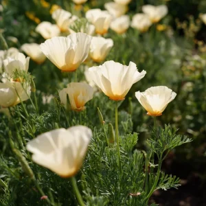 Ivory California Poppy Seeds - Eschscholzia californica - Creamy Blooms - 250 Seed Pack - Image 2