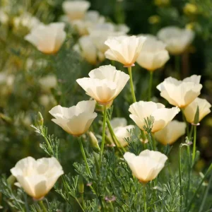 Ivory California Poppy Seeds - Eschscholzia californica - Creamy Blooms - 250 Seed Pack - Image 3