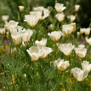 Ivory California Poppy Seeds - Eschscholzia californica - Creamy Blooms - 250 Seed Pack - Image 4