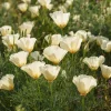 Ivory California Poppy Seeds - Eschscholzia californica - Creamy Blooms - 250 Seed Pack - Image 1