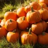 Jack O' Lantern Pumpkin Seeds - 20 Count - Classic Halloween Carving Variety - Outdoor - Image 1
