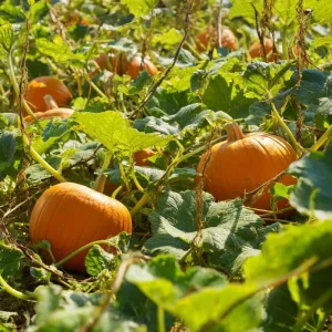 Jack O' Lantern Pumpkin Seeds - 20 Count - Classic Halloween Carving Variety - Outdoor - Image 3