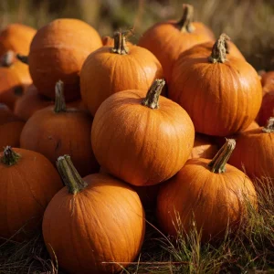 Jack O' Lantern Pumpkin Seeds - 20 Count - Classic Halloween Carving Variety - Outdoor - Image 4
