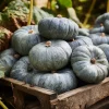 Jarrahdale Pumpkin Seeds – Heirloom Blue-Green, 10 Seeds – Cucurbita Maxima - Image 1