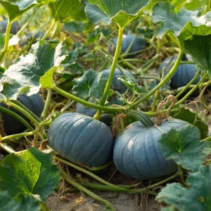 Jarrahdale Pumpkin Seeds – Heirloom Blue-Green, 10 Seeds – Cucurbita Maxima - Image 3