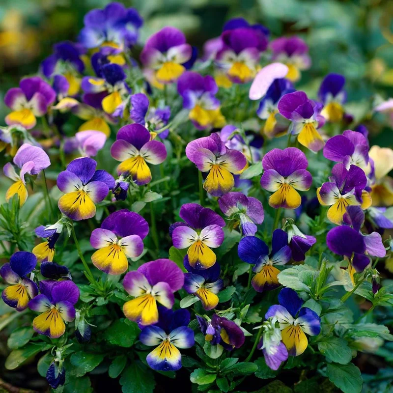 Johnny Jump Up Seeds - Viola Tricolor Helen Mount - 120 Seeds - Colorful Garden Blooms - Image 3