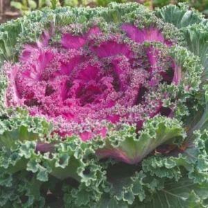 Kamome Red Ornamental Kale Live Plant - 3-6 Inch Tall Decorative Cabbage - Image 2