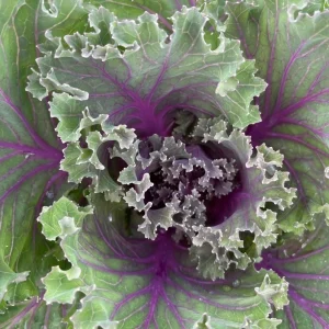 Kamome Red Ornamental Kale Live Plant - 3-6 Inch Tall Decorative Cabbage - Image 3