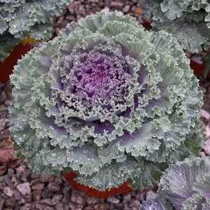 Kamome Red Ornamental Kale Live Plant - 3-6 Inch Tall Decorative Cabbage - Image 4