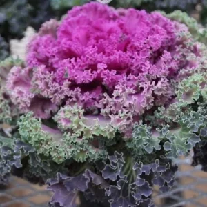 Kamome Red Ornamental Kale Live Plant - 3-6 Inch Tall Decorative Cabbage - Image 5