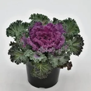 Kamome Red Ornamental Kale Live Plant - 3-6 Inch Tall Decorative Cabbage - Image 6