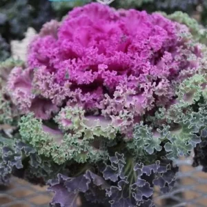 Kamome Red Ornamental Kale Live Plant - 3-6 Inch Tall Decorative Cabbage - Image 7