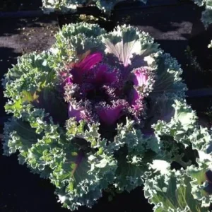 Kamome Red Ornamental Kale Live Plant - 3-6 Inch Tall Decorative Cabbage - Image 8