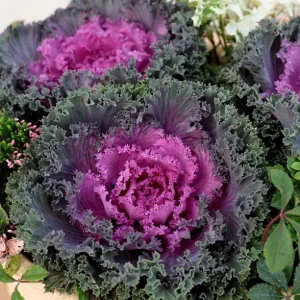 Kamome Red Ornamental Kale Live Plant - 3-6 Inch Tall Decorative Cabbage - Image 1