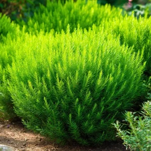 Kochia Scoparia Seeds – Burning Bush, Summer Cypress, 30 Seeds, Fiery Fall Foliage - Image 3